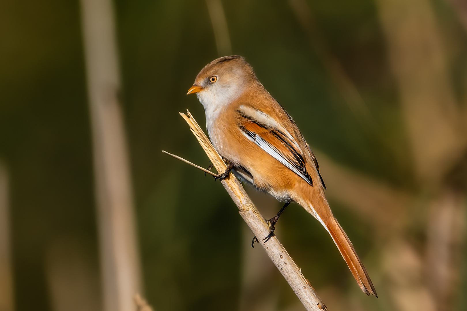 Bartmeise I (Weibchen)