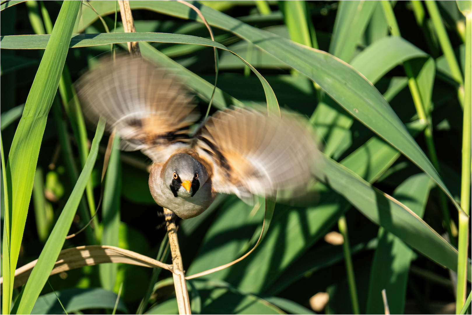 Bartmeise im Anflug..