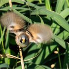 Bartmeise im Anflug..