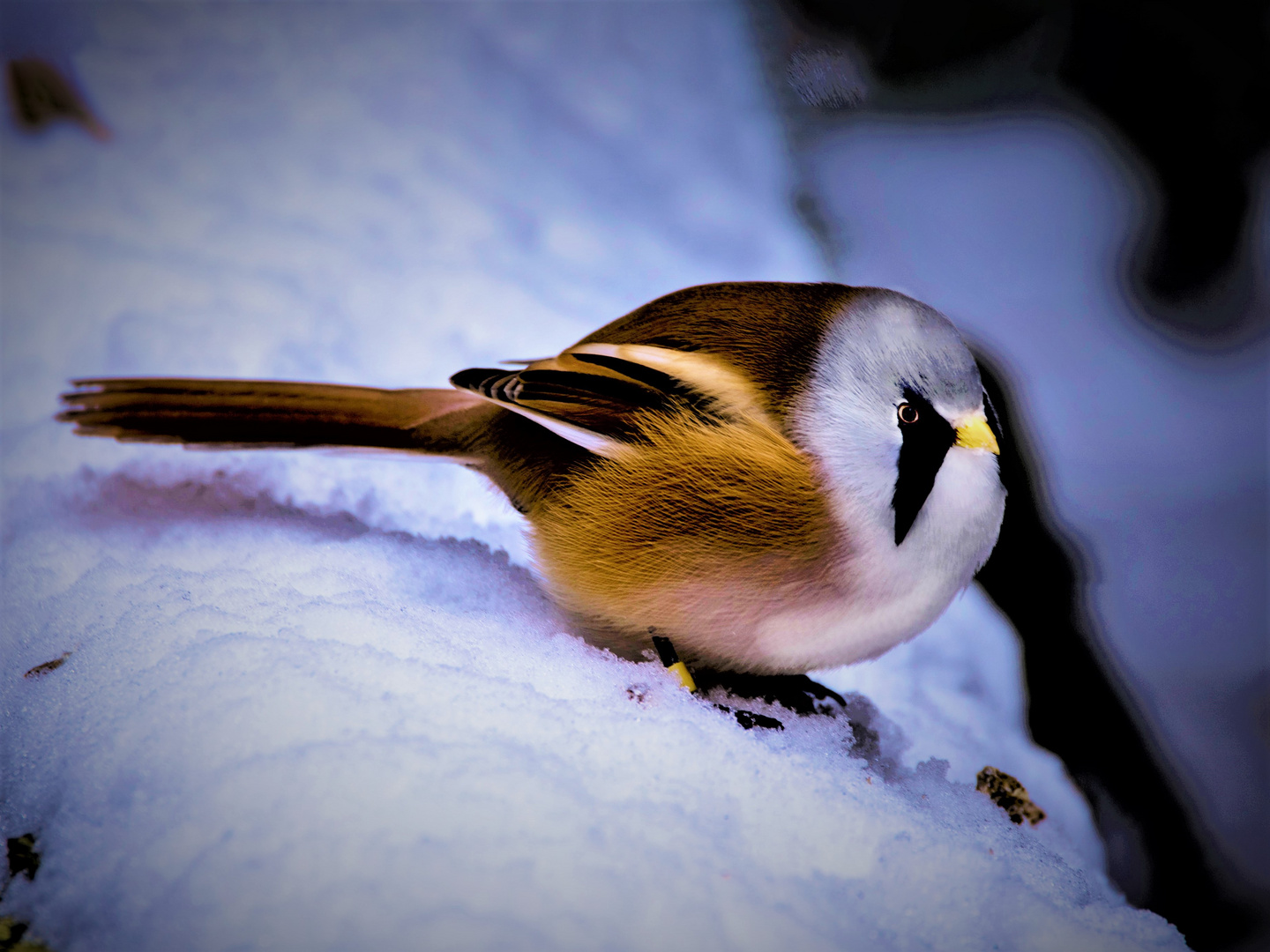 Bartmeise im Schnee