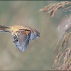 Bartmeise im Vorbeiflug