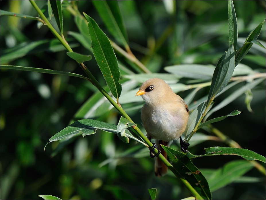 Bartmeise, Jungvogel