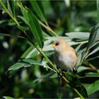 Bartmeise, Jungvogel