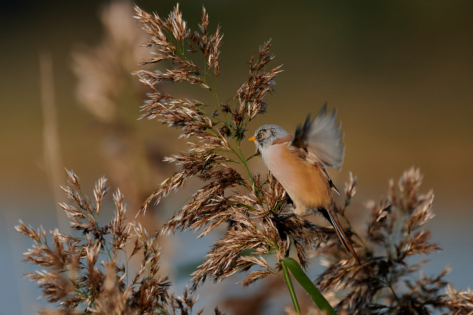 Bartmeise  Jungvogel