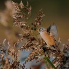 Bartmeise  Jungvogel