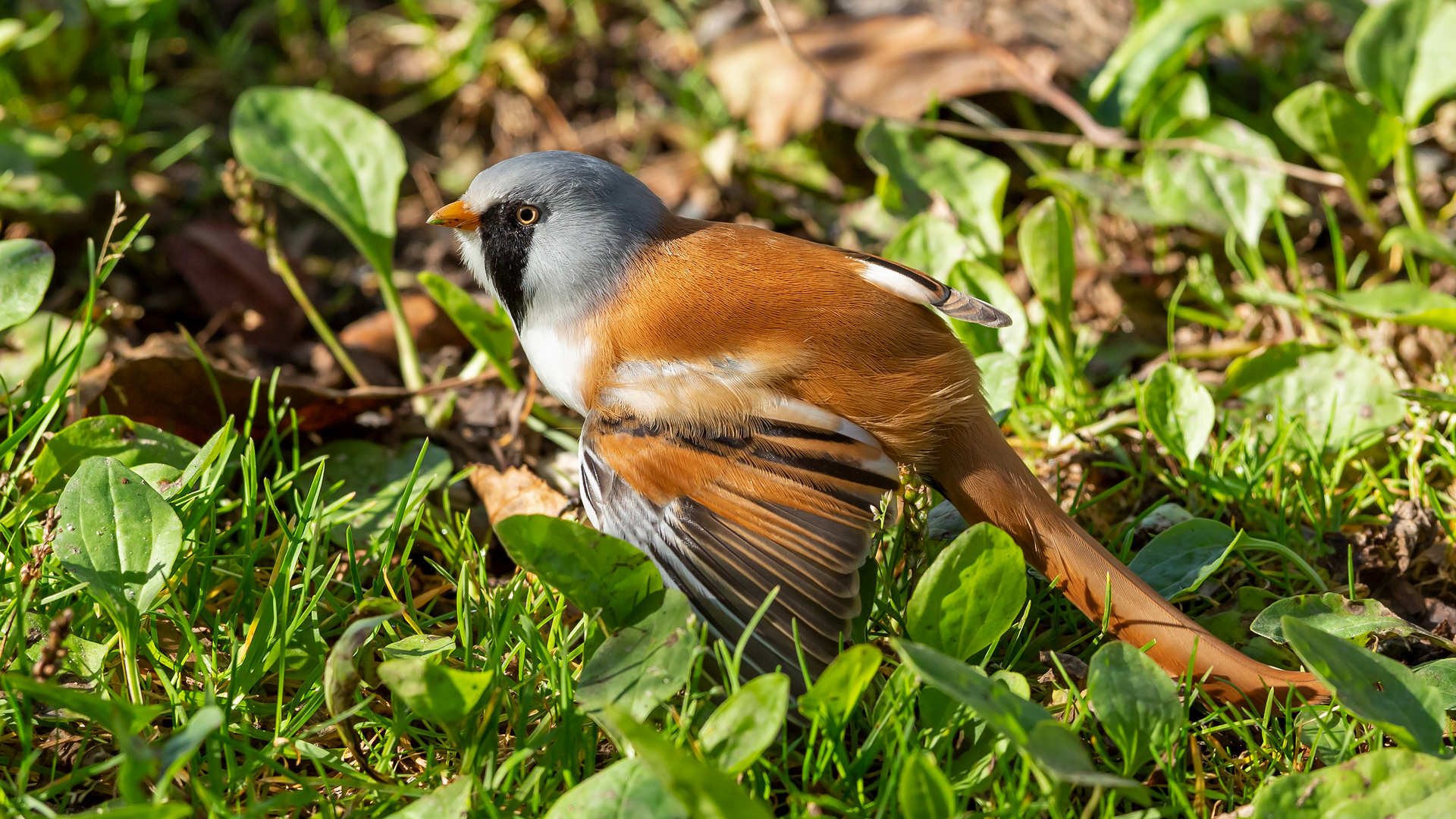 Bartmeise, Krickenbecker Seen, Nettetal