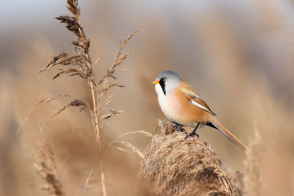 Bartmeise Männchen (Panurus biarmicus)