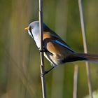 Bartmeise Männchen (Panurus biarmicus)