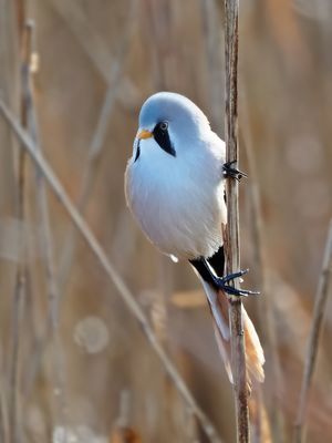 Bartmeise männlich 2