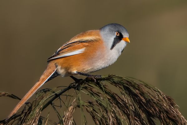 Bartmeise (männlich)