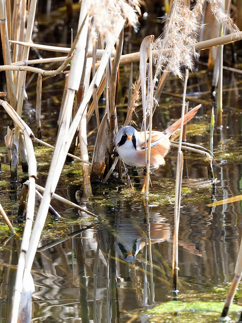 Bartmeise, masc. (Panurus biarmicus), Bearded reedling, Bigotudo