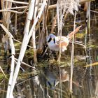 Bartmeise, masc. (Panurus biarmicus), Bearded reedling, Bigotudo