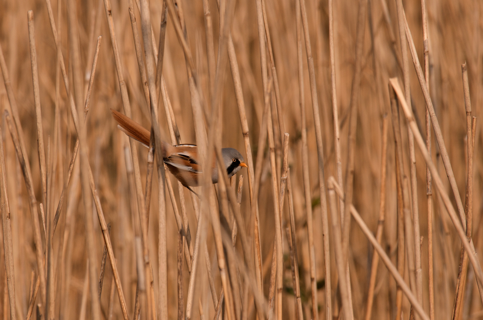 Bartmeise (Panurus Biamicus)