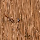 Bartmeise (Panurus Biamicus)