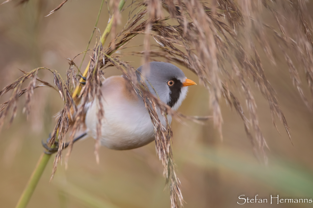 Bartmeise (Panurus biarmicus)