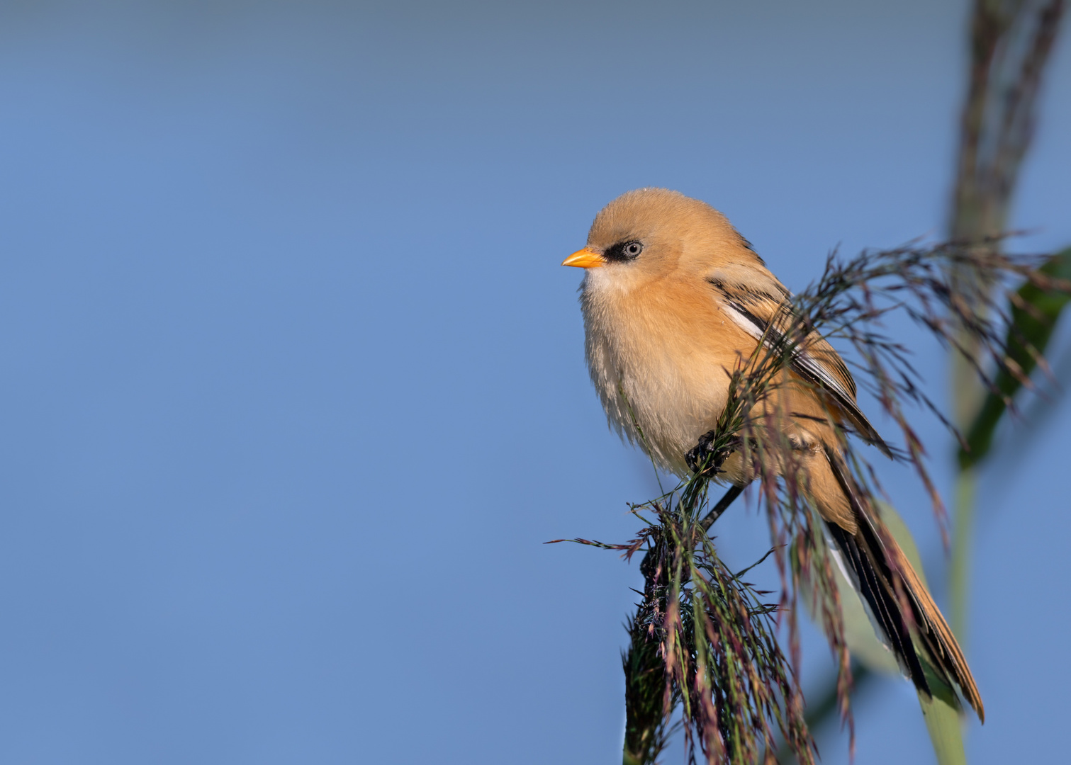 Bartmeise (Panurus biarmicus)