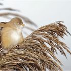 Bartmeise ( Panurus biarmicus)