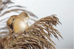 Bartmeise ( Panurus biarmicus)