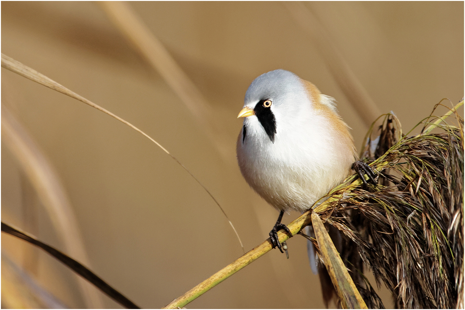 Bartmeise (Panurus biarmicus)