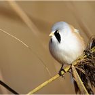 Bartmeise (Panurus biarmicus)