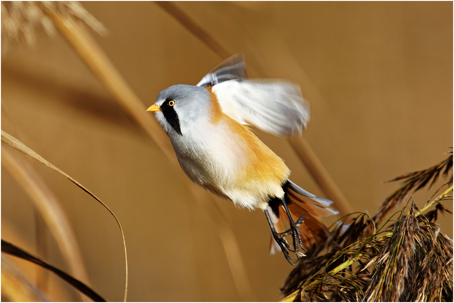 Bartmeise (Panurus biarmicus)