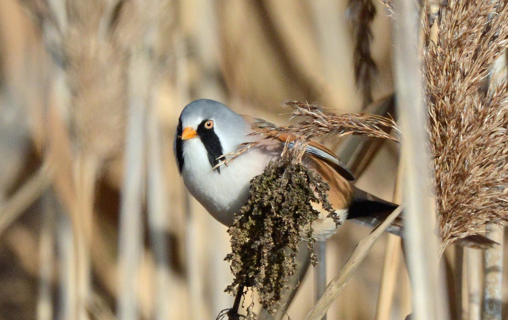 Bartmeise (Panurus biarmicus)