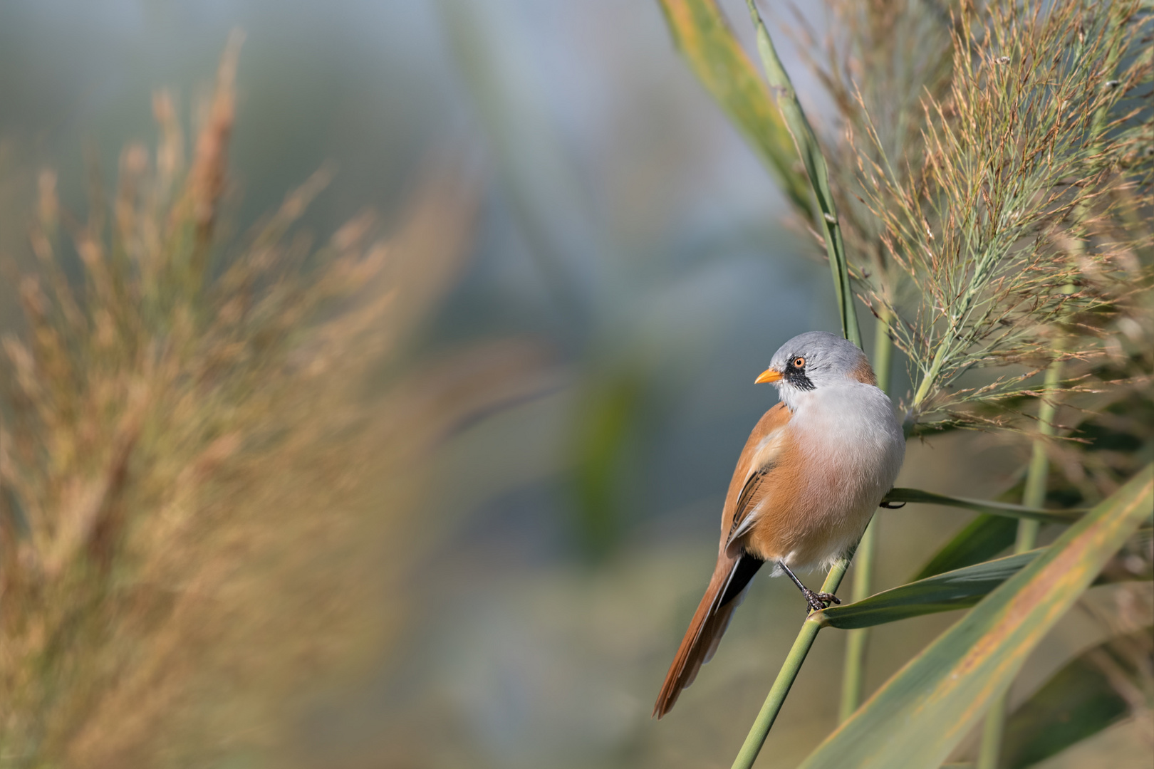 Bartmeise (Panurus biarmicus)