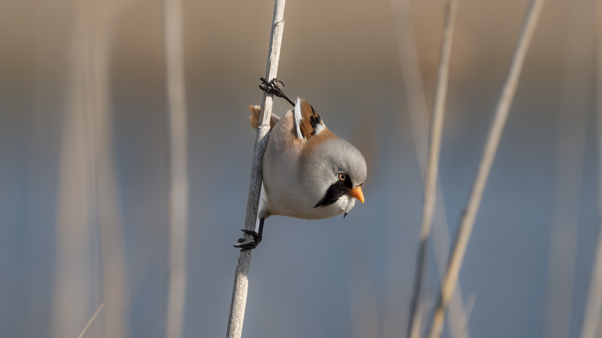 Bartmeise - panurus biarmicus