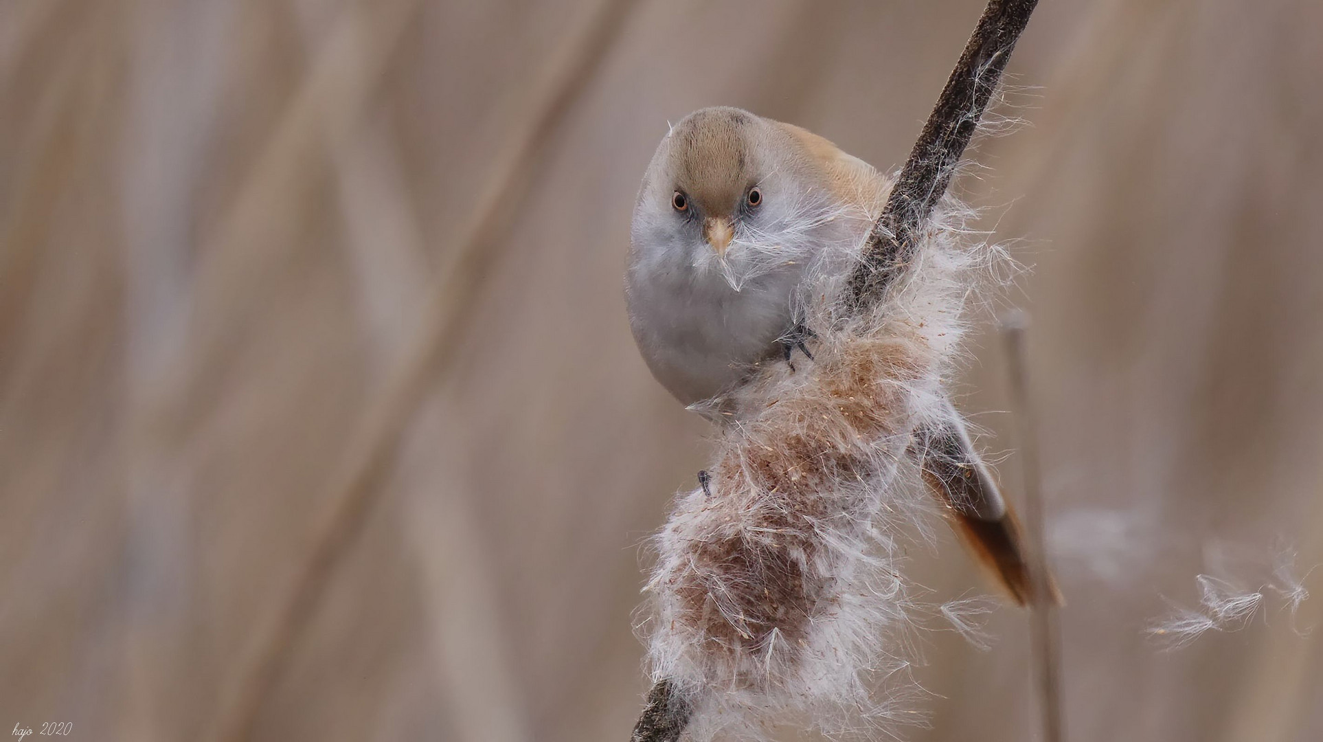 Bartmeise (Panurus biarmicus)