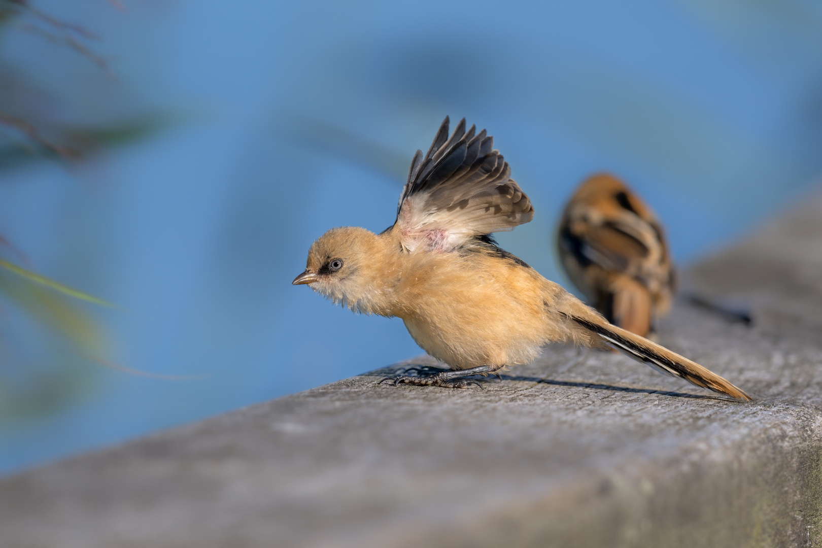 Bartmeise (Panurus biarmicus)