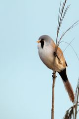 Bartmeise (Panurus biarmicus)