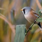 Bartmeise (Panurus biarmicus)