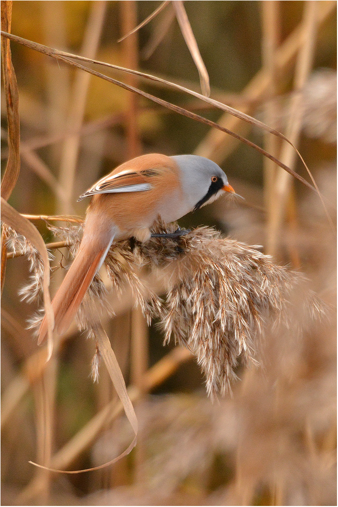 Bartmeise - Panurus biarmicus