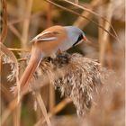 Bartmeise - Panurus biarmicus