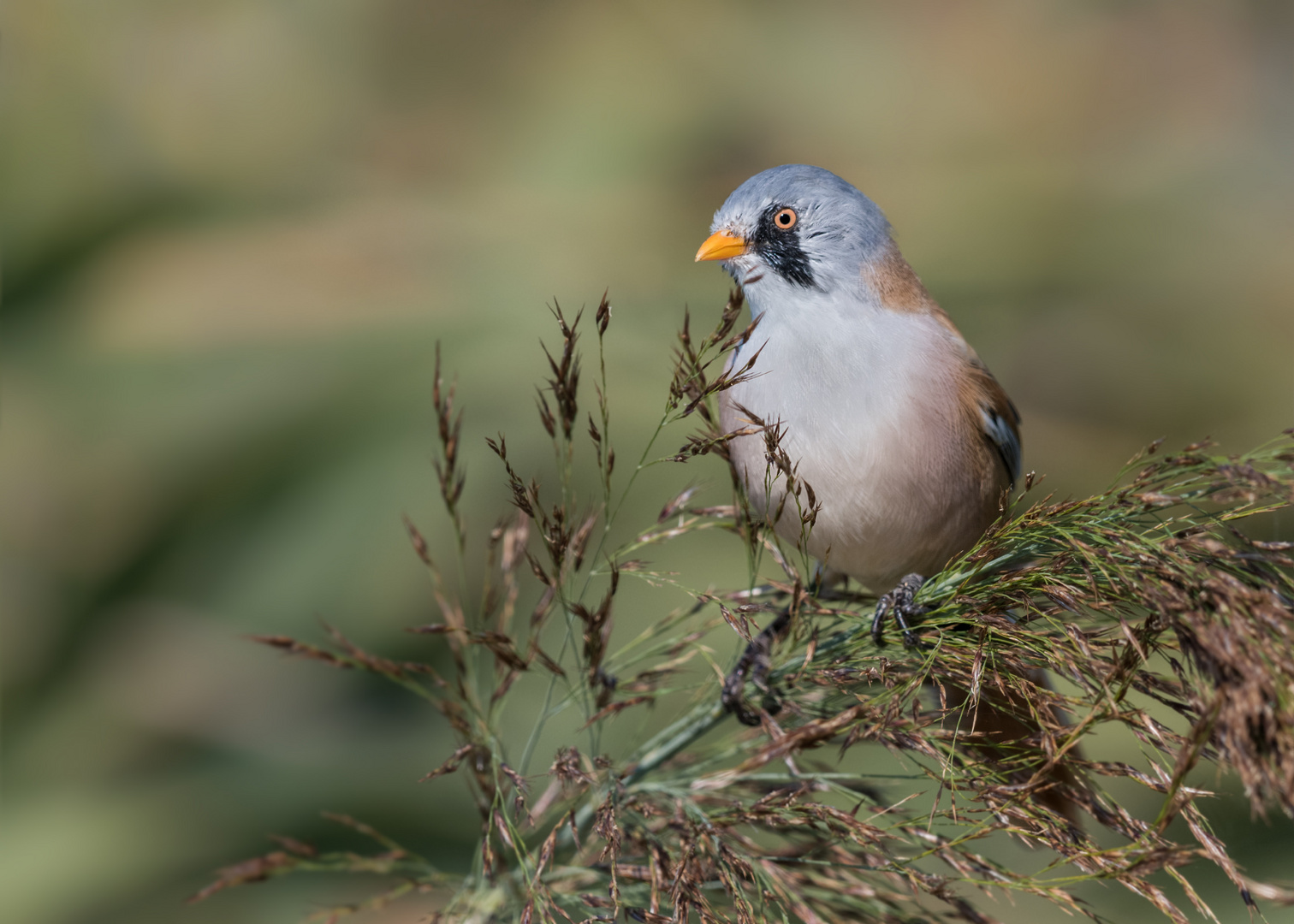 Bartmeise (Panurus biarmicus)