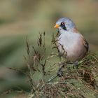 Bartmeise (Panurus biarmicus)