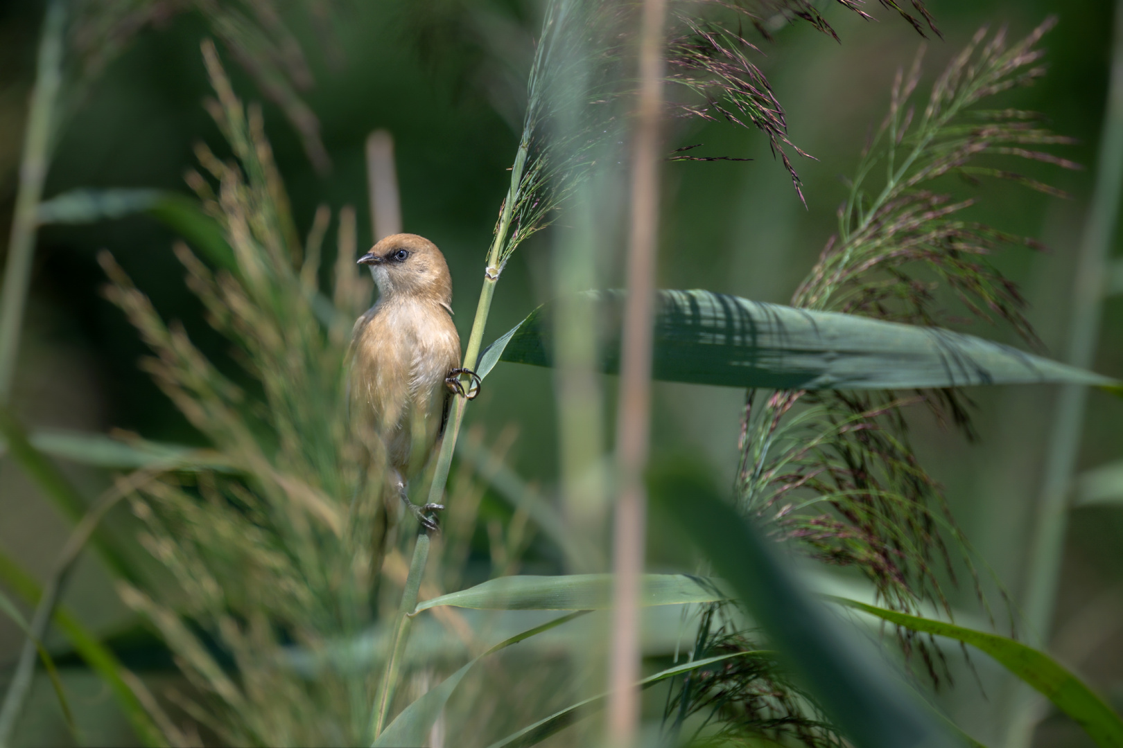 Bartmeise (Panurus biarmicus)