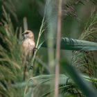 Bartmeise (Panurus biarmicus)