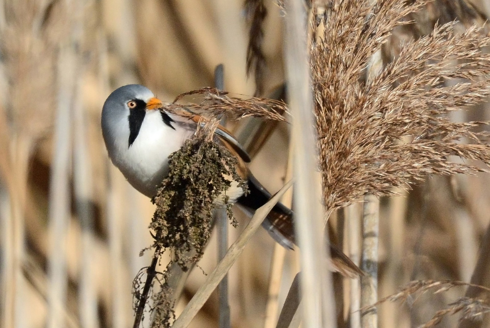 Bartmeise (Panurus biarmicus)