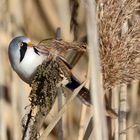 Bartmeise (Panurus biarmicus)