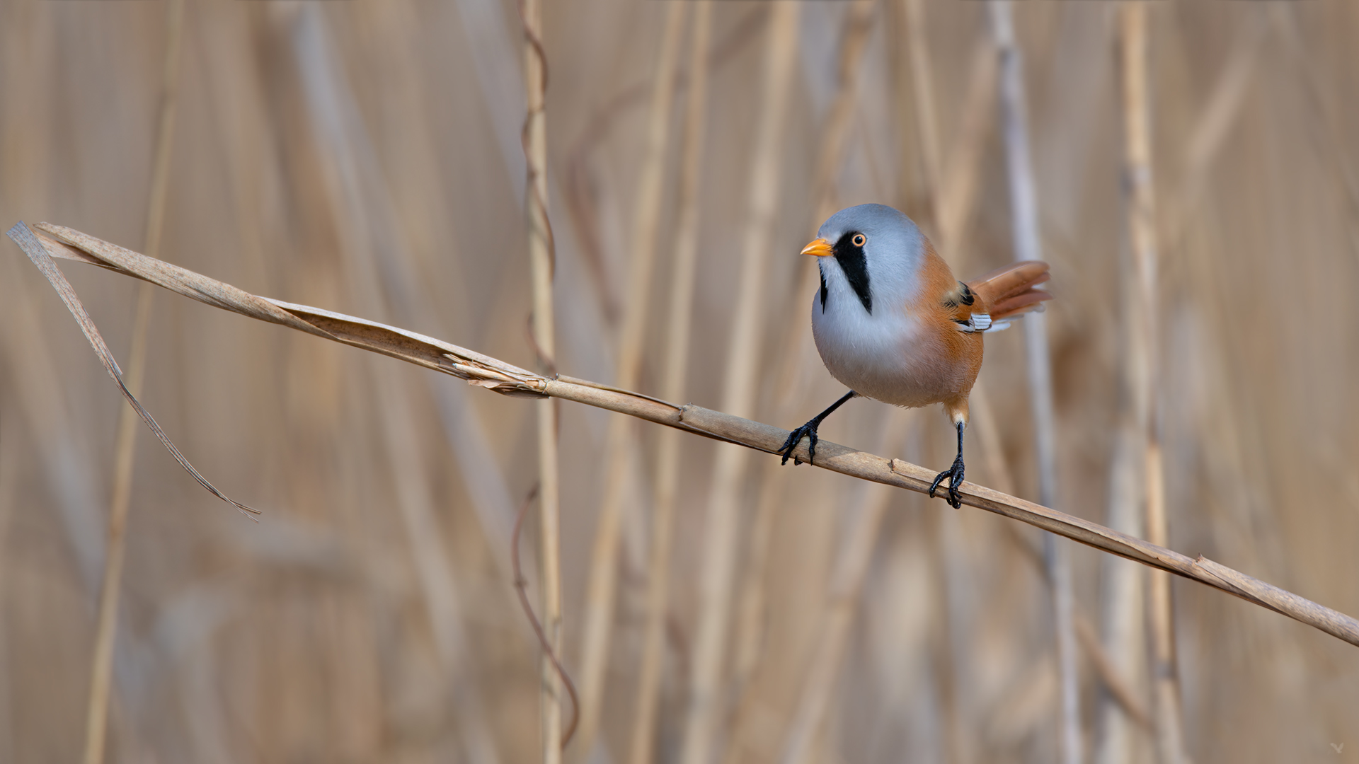 Bartmeise | Panurus biarmicus