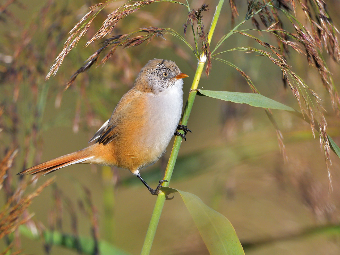 Bartmeise (Panurus biarmicus)