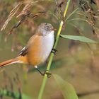 Bartmeise (Panurus biarmicus)