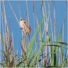 Bartmeise (Panurus biarmicus)