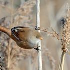 Bartmeise (Panurus biarmicus)