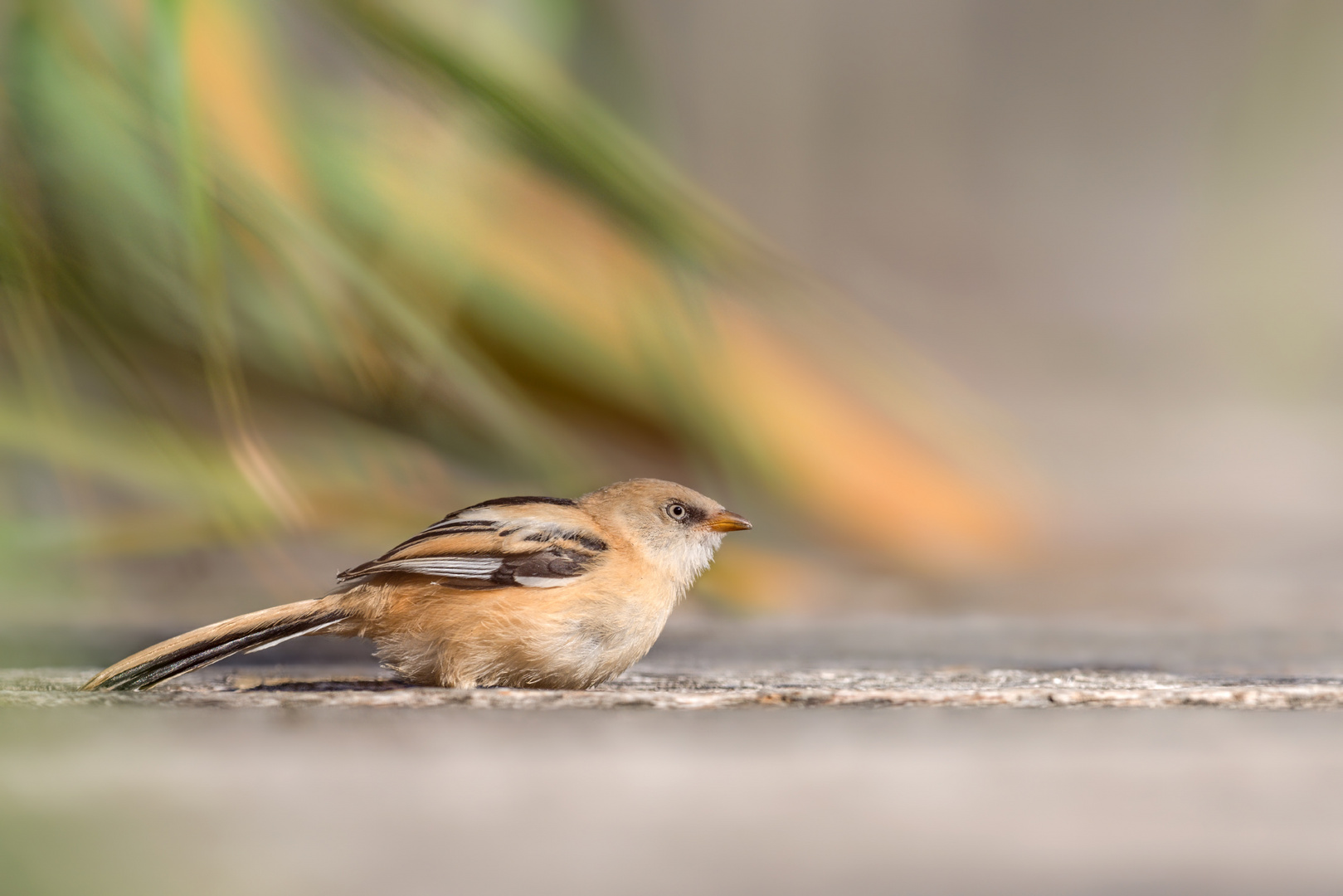 Bartmeise (Panurus biarmicus)