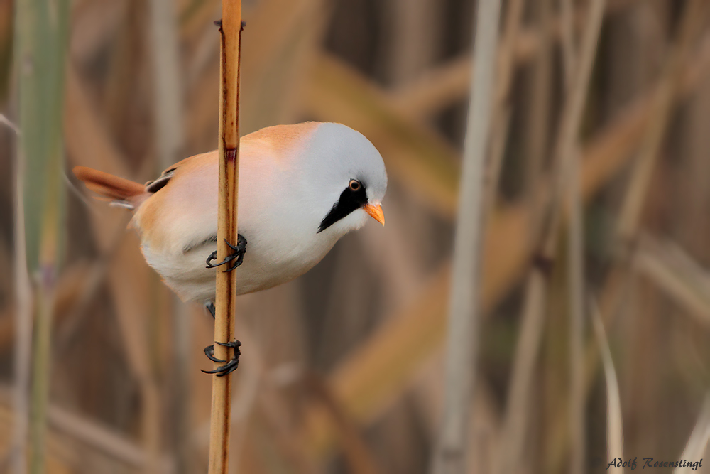 Bartmeise (Panurus biarmicus)