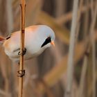 Bartmeise (Panurus biarmicus)