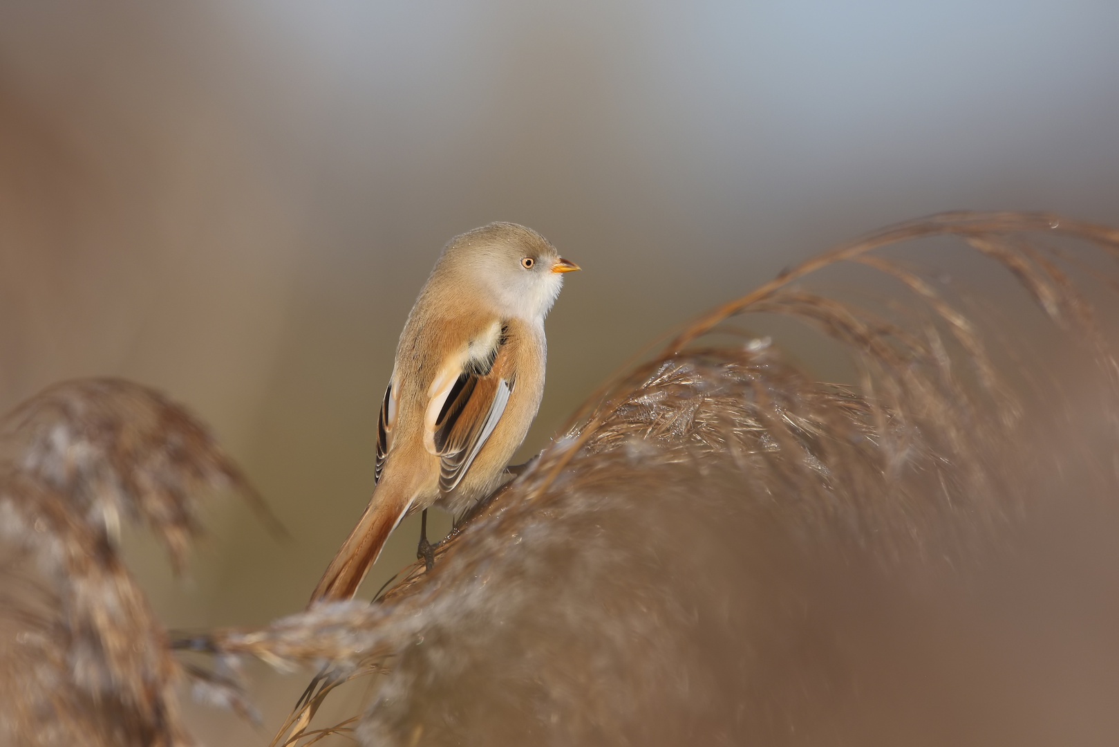 Bartmeise (Panurus biarmicus) 