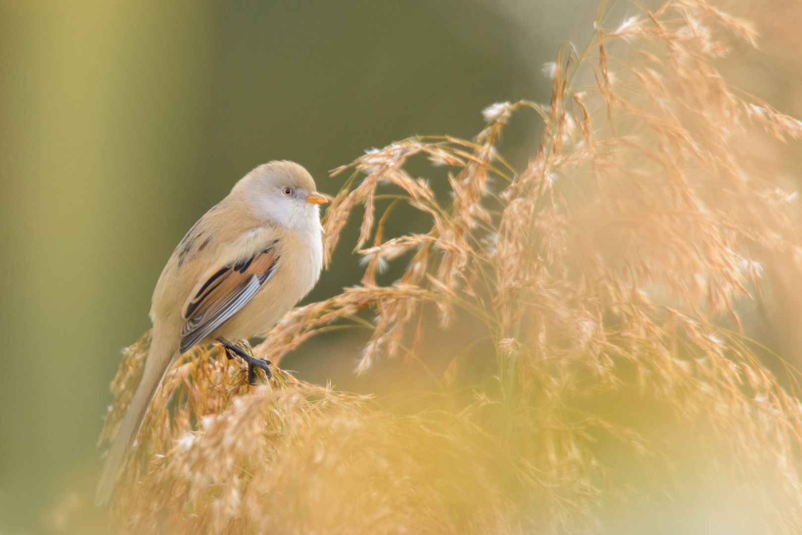 ~Bartmeise (Panurus biarmicus)~